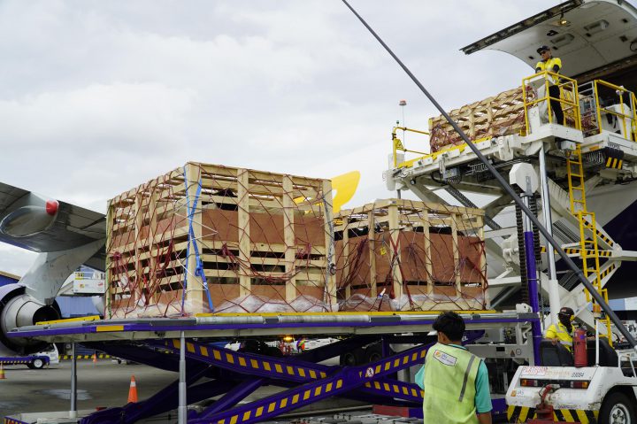 Sapi Bunting Australia Percepat Swasembada Susu