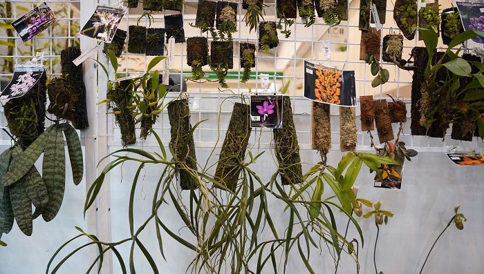 Anggrek Langka dari Kalimantan Timur Jadi Bintang di FLOII Expo 2024