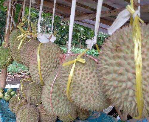Durian Rumpin