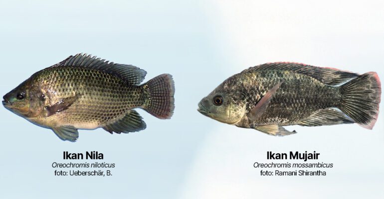 Ikan nila dan ikan mujair